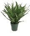 Green Plants