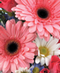 Daisies