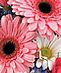 Daisies