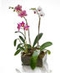 Orchid Plants