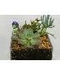 Succulent Dish Gardens