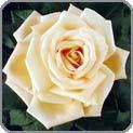 Pale Peach Rose