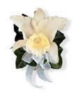 Corsage- white hybrid orchid