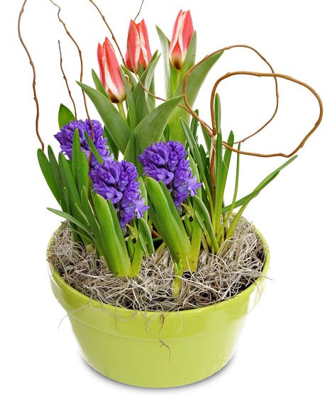Blooming Bulb Garden