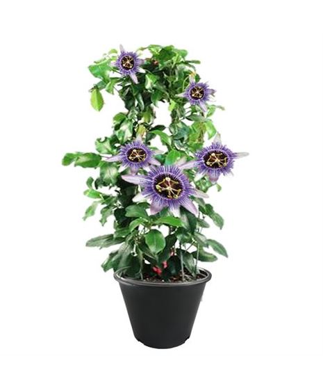 Passion Flower with trellis