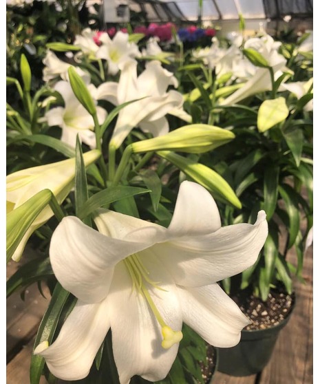 Easter Lily Plant
