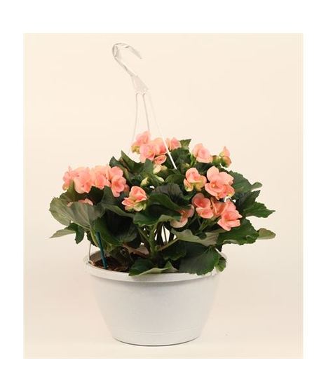Begonia Hanging Bakset