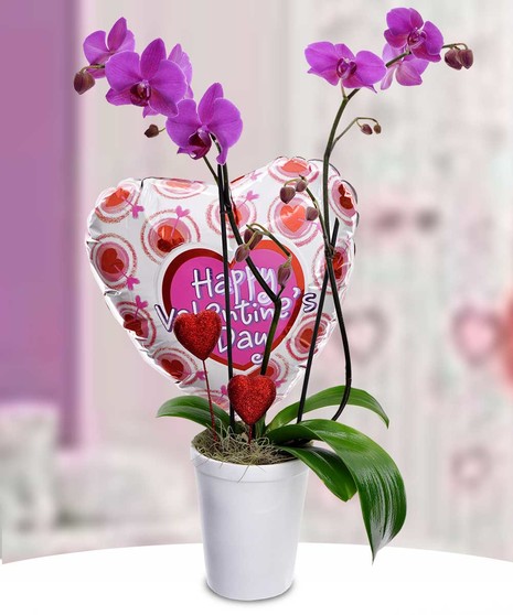 Valentine Orchid & Balloon