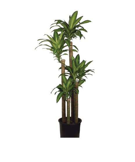 Dracaena Cane Massangeana Plant