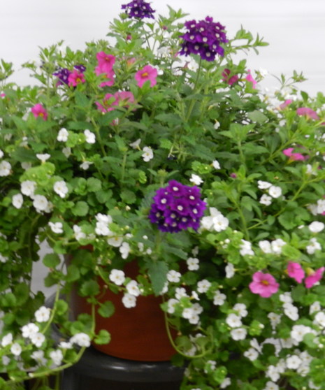 Summer Patio Pot - Outdoors