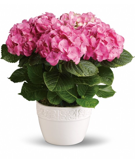 Hydrangea Plant-