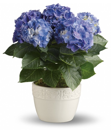 Blue Hydrangea Plant