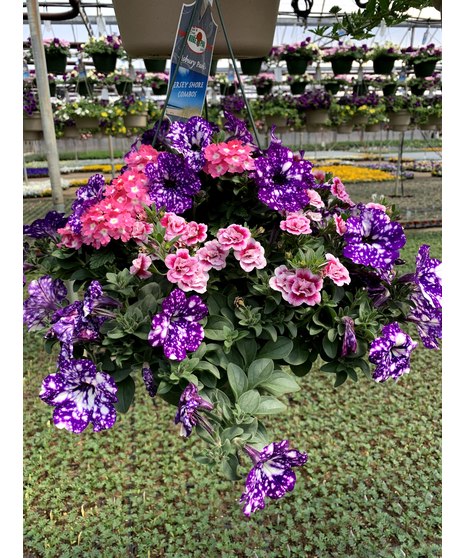 Blooming Hanging Basket