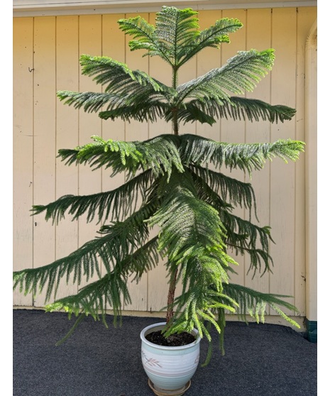 Norfolk Island Pine