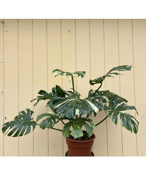 Variegated Split Leaf Philodendron Rare