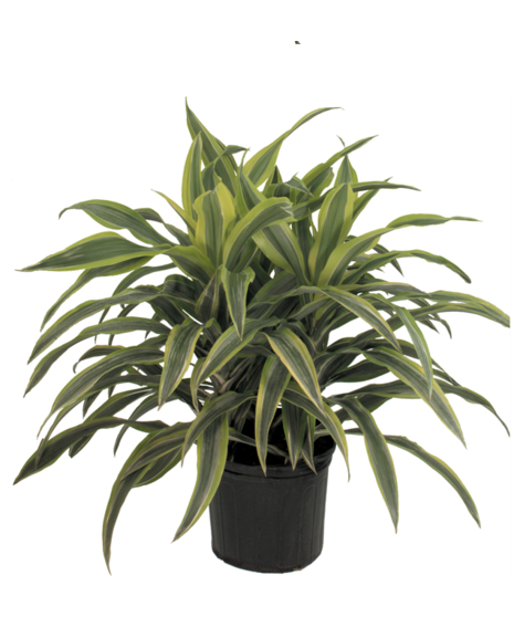 Dracaena Warneckii Plant