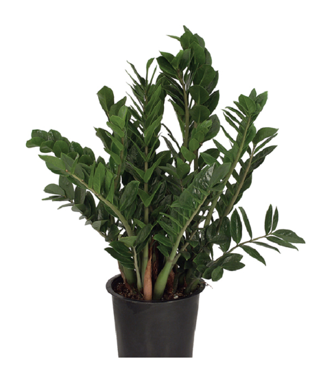 ZZ Plant
