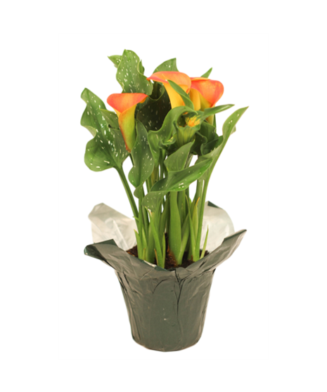 Calla Lily Plant