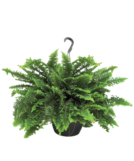 Boston Fern - Hanging Basket