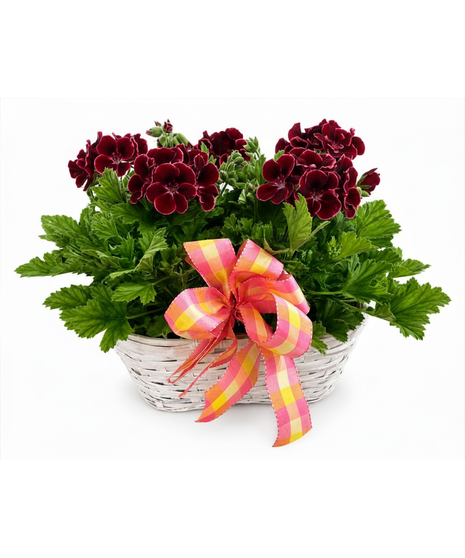 Geranium Garden Party