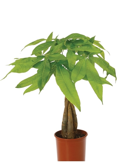 Money Tree
