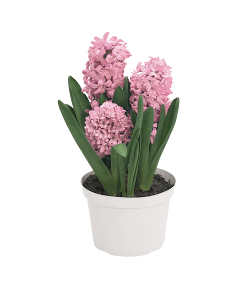 Hyacinth Plant - PINK