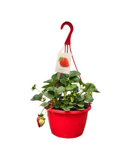 Strawberry Hanging Basket