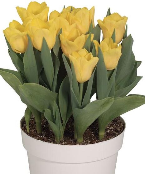 Tulip Plant
