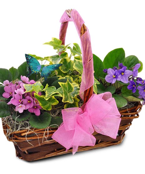 Violets of Africa