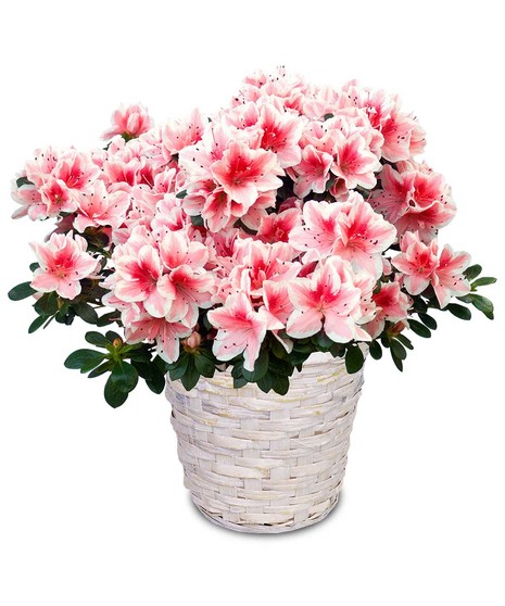 Azalea Plant