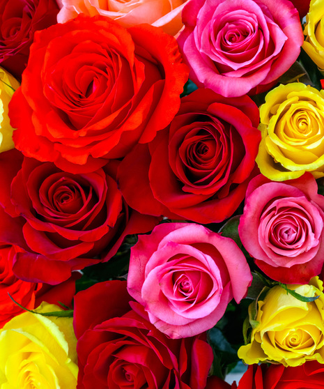 ROSES WRAPPED