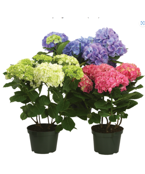 Hydrangea Plant  6+ blooms