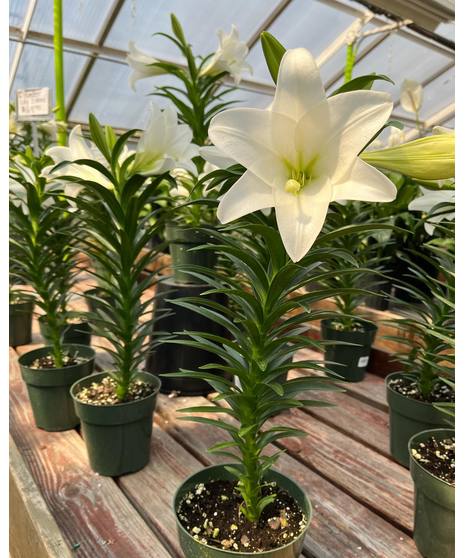 Easter Lily Plant