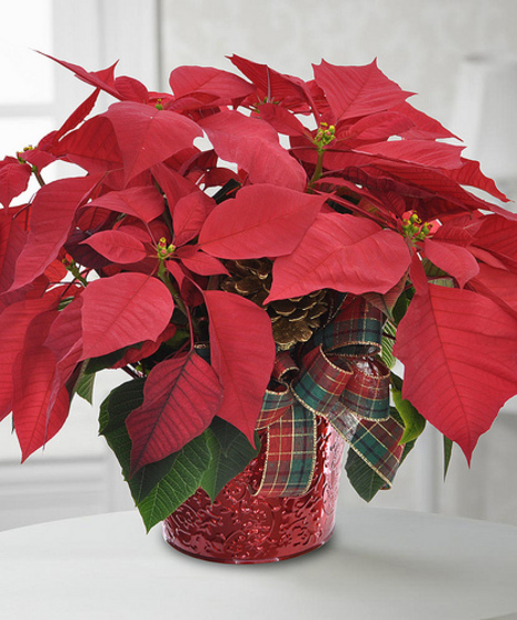 Traditional Poinsettia Plant - Arrives in Foil