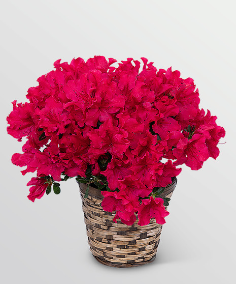Flowering Plants