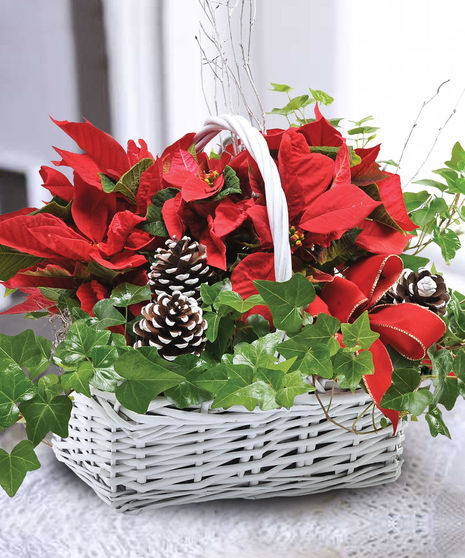 Poinsettia Plant Basket