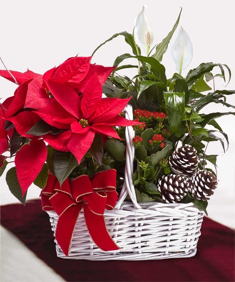 Poinsettia Garden Basket - Trumbull & Shelton Delivery