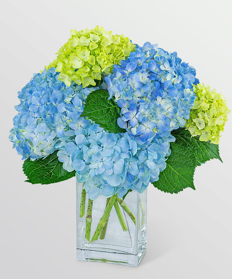 green and blue hydrangeas in vase