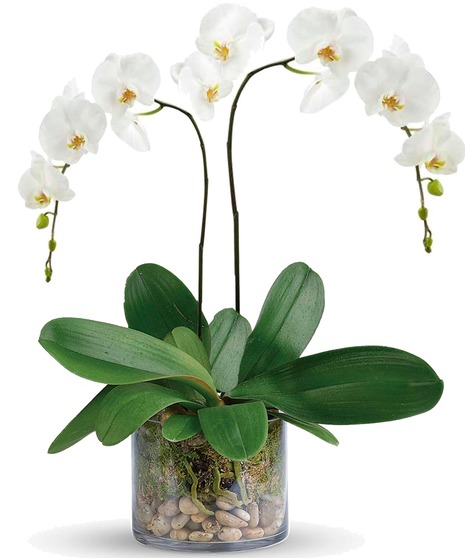 Orchid Plant in Cube - Select your color
