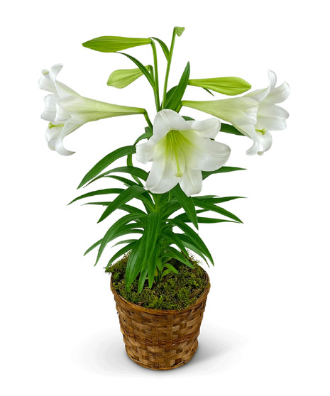 Easter Lily Plant in Basket