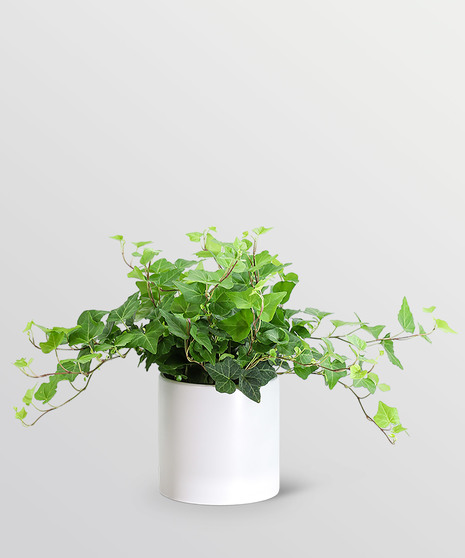 English Ivy Plant