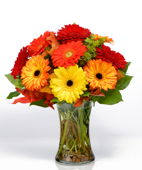Fall Gerbera Daisies