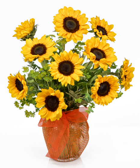 Sunflower Surprise