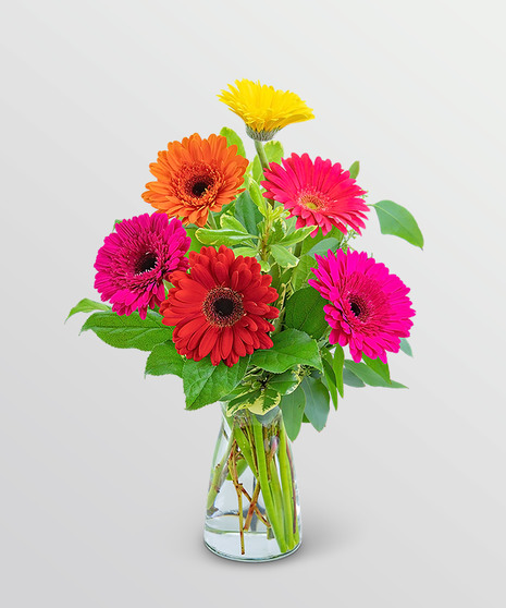 Gleeful Gerbera