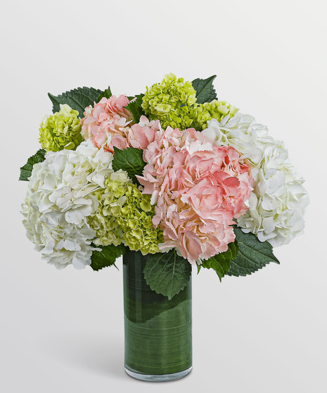 The Hydrangea Garden