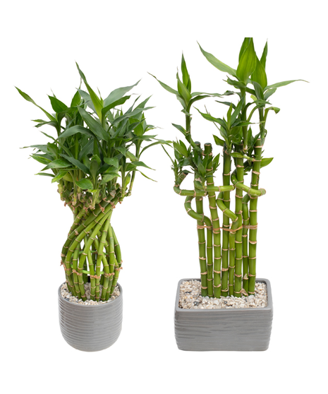 Lucky Bamboo