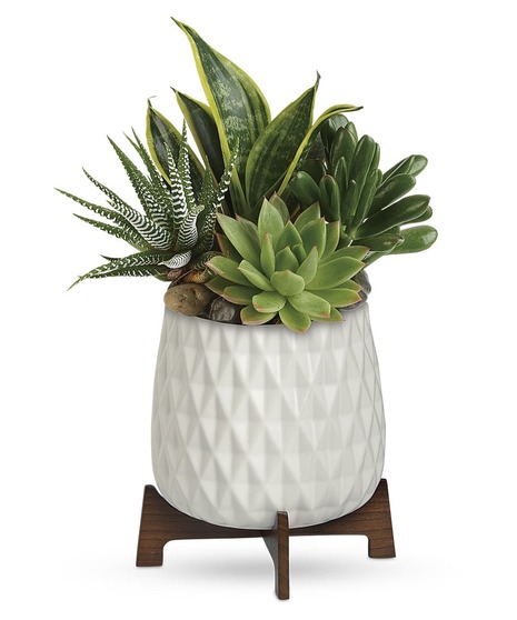 Mid Mod Succulent Garden