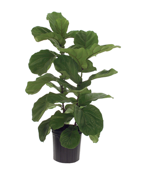 Fiddle Leaf Fig Ficus