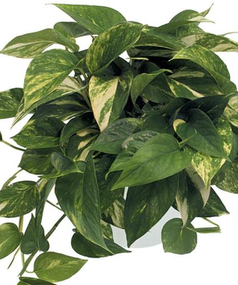Pothos Hanging Plant