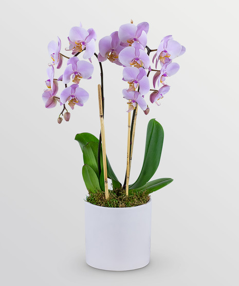 Phalaenopsis Orchid-WHITE ONLY